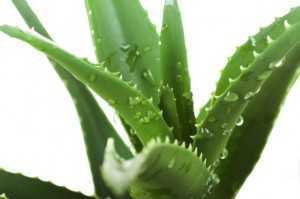 Aloe3