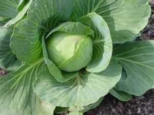 cabbage